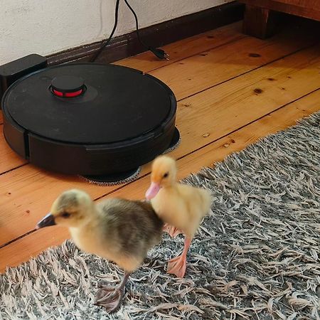 Dom Otwarty Daire Jelenia Gora Dış mekan fotoğraf